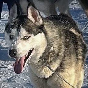 Husky sledging in Lapland