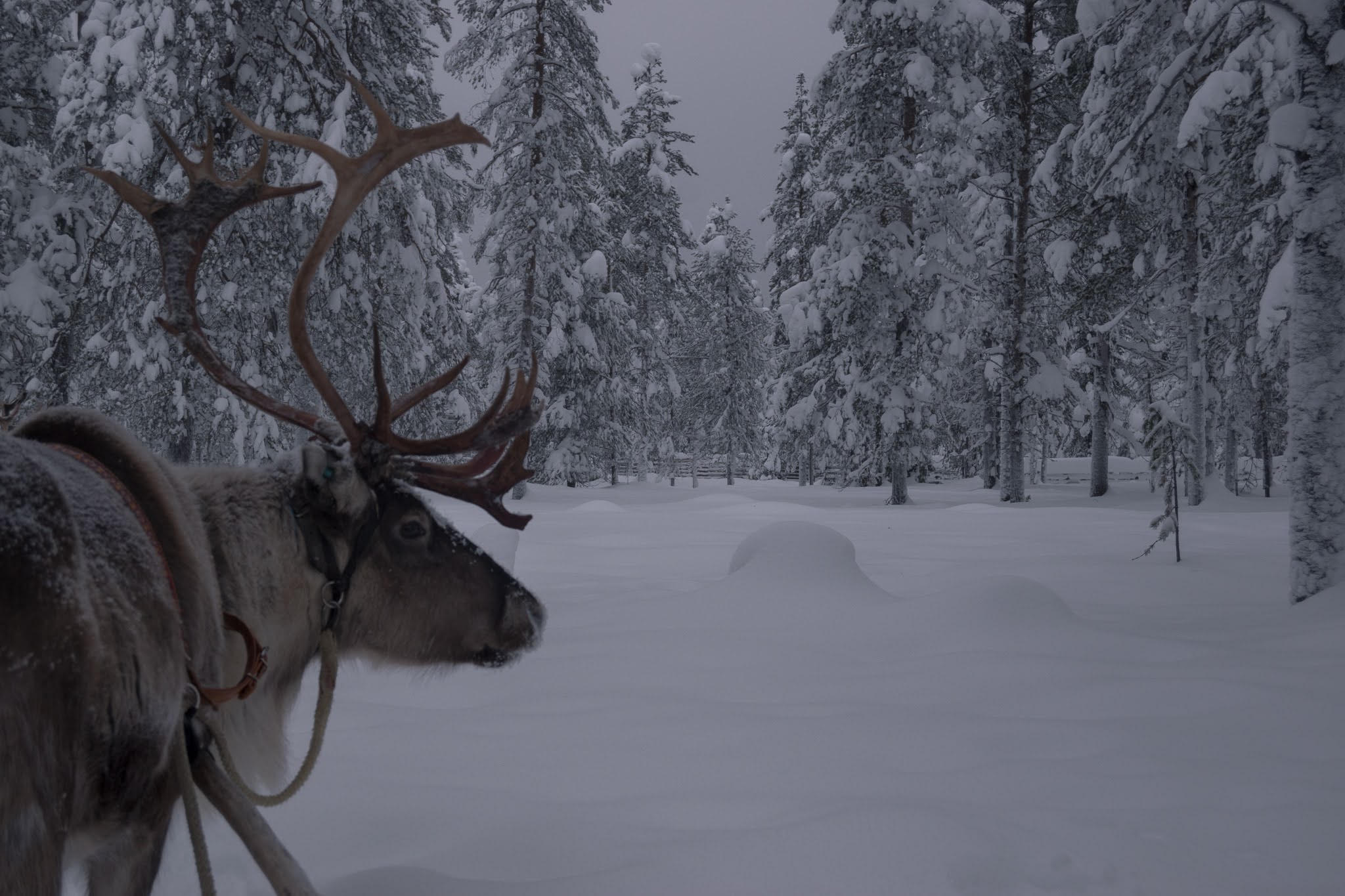 Reindeer in forest (Lapland)