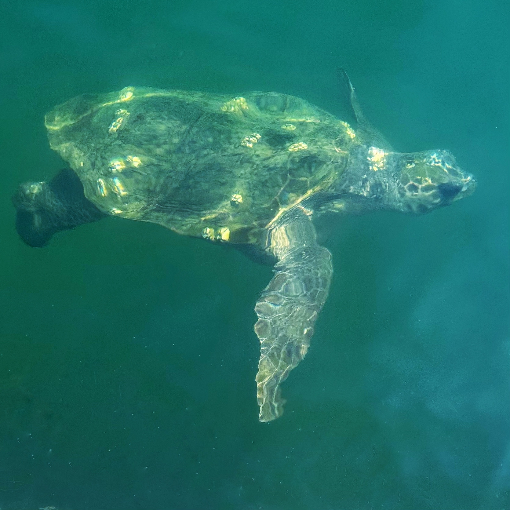 Loggerhead turtle in Argostoli harbour