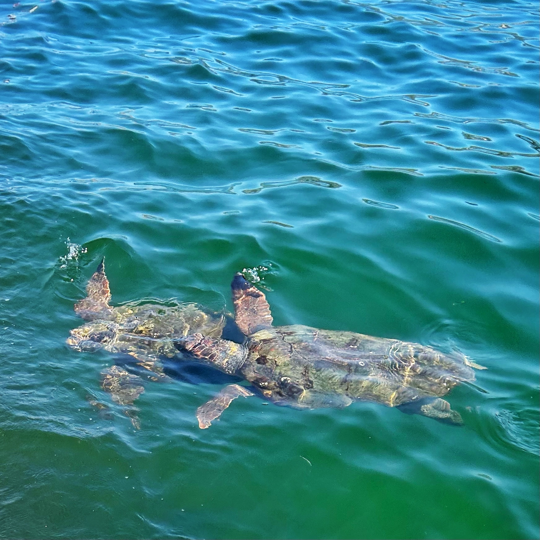 Two turtles surfacing and playing together