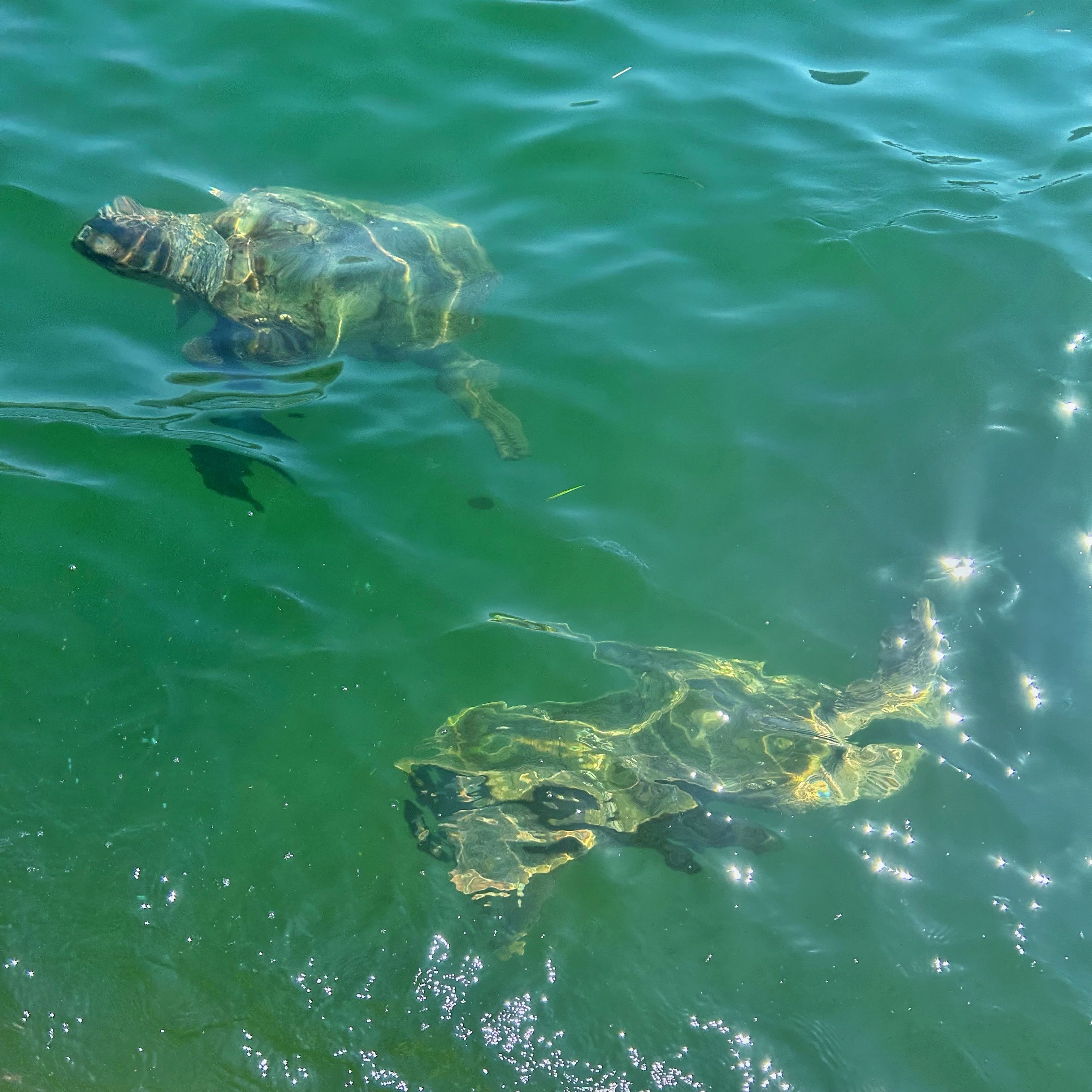 Two turtles swimming just under the surface