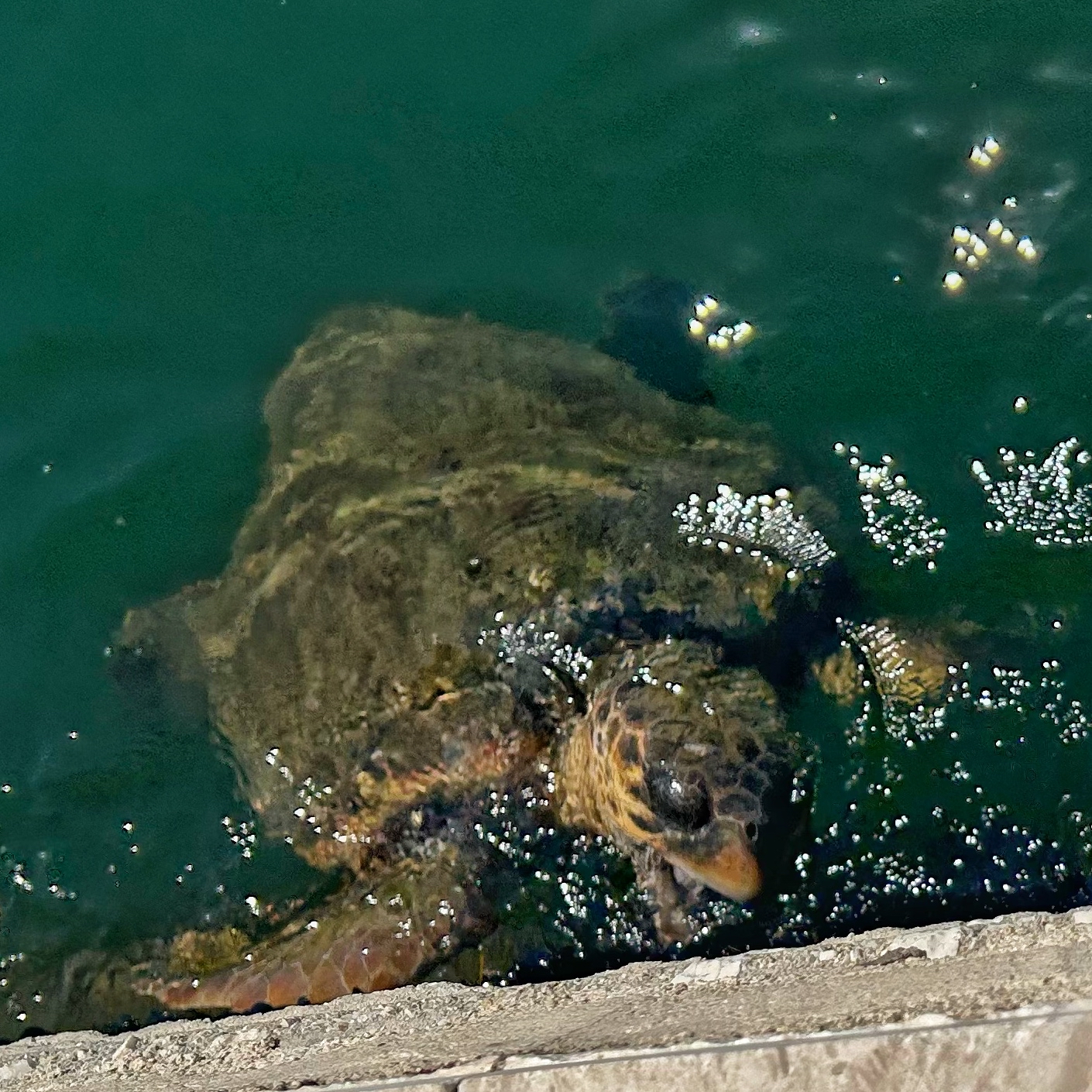 Turtle feeding off the harbour wall