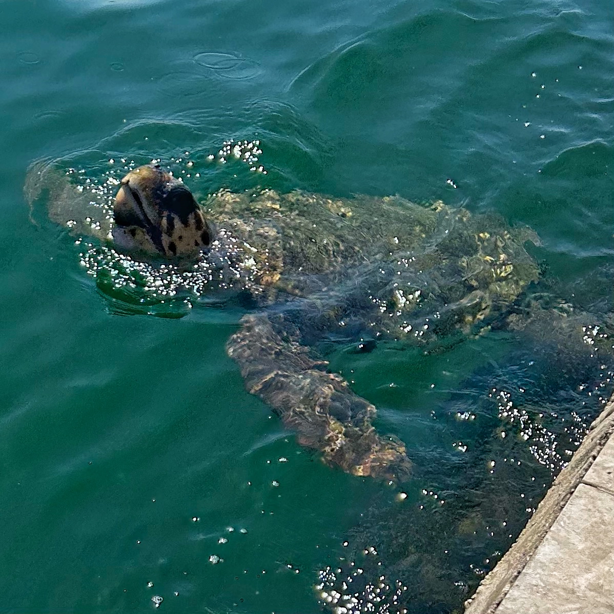 Turtle surfacing with sunlight glimmering on the water