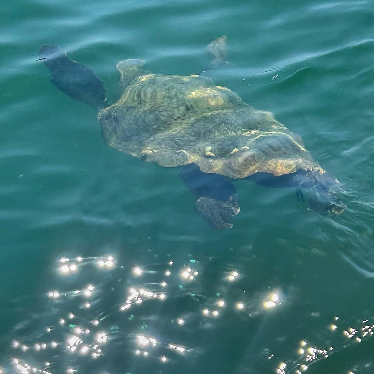 Turtle swimming away under the water